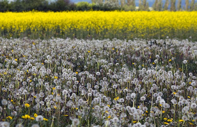 Am Feldrand - © VDNHellwig - Lauenburgische Seen