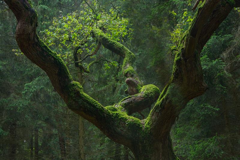 Mystik Deutet Auf Die Geheimnisse Der Natur Bild Des es