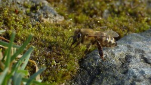 Klicken Sie auf das Bild des Tages im Fotoportal: Bienen-Weide – ©VDNdietmar tunk - Spessart