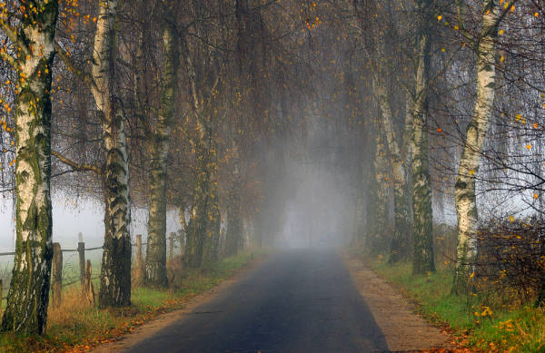 Klicken Sie auf das Bild des Tages im Fotoportal: Birkenweg – © VDNblum - Lauenburgische Seen