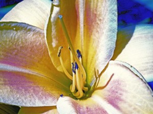 Klicken Sie auf das Bild des Tages im Fotoportal: Blaue Laus auf Lilie – © VDNDieter Matthe - Lüneburger Heide