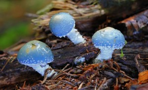 Blauer Pilz –Traum – © VDNBrezina Peter - Fichtelgebirge