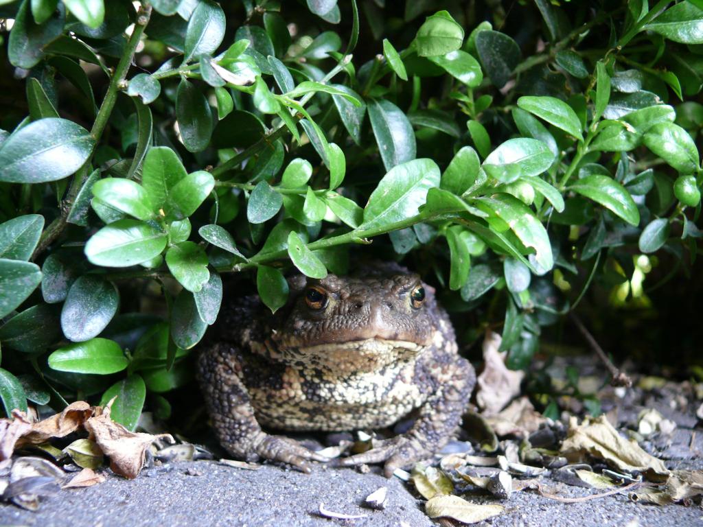 Breitmaulfrosch – © VDNB.Walther - Niederlausitzer Heidelandschaft
