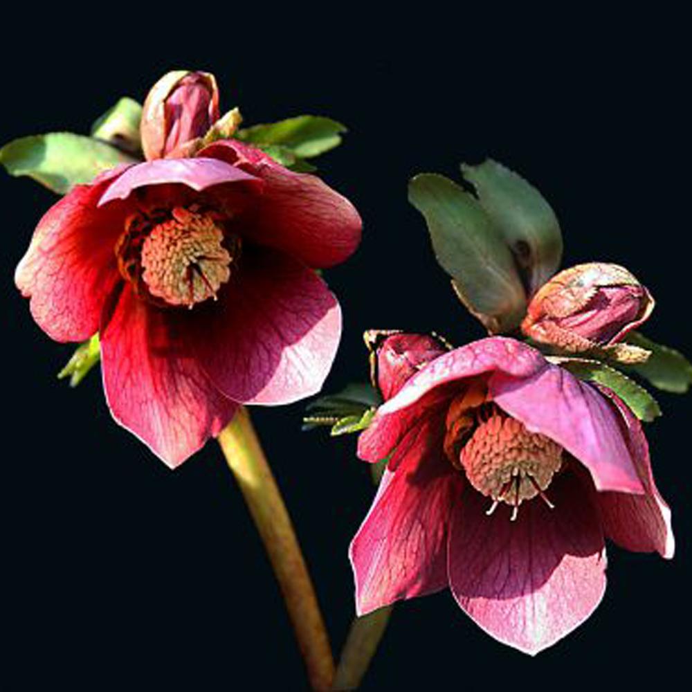 Christrosen-©VDN-Gerd Lux-Südschwarzwald