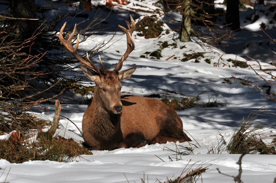 Der König des Steinwaldes – © VDNNorbert Schreiber - Steinwald