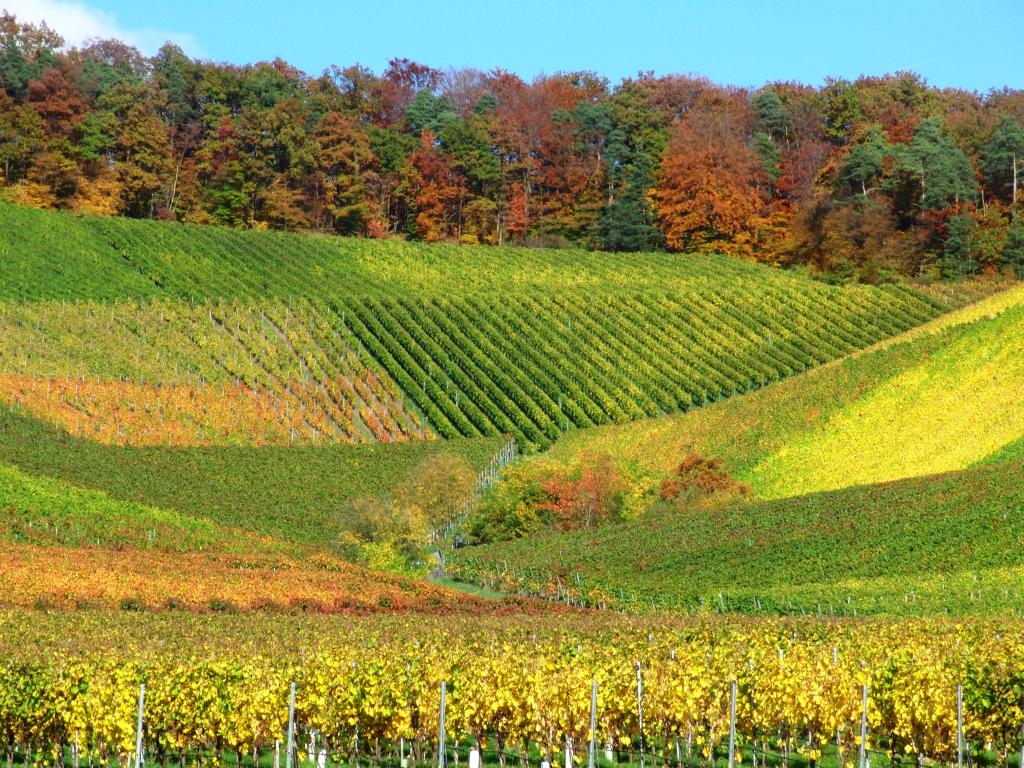Die Farben des Weines – © VDNClara Spielmann – Stromberg-Heuchelberg