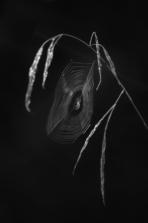 Klicken Sie auf das Bild des Tages im Fotoportal: Die Spinne im Gegenlicht – © VDNAndrea Dies - Bergstraße-Odenwald