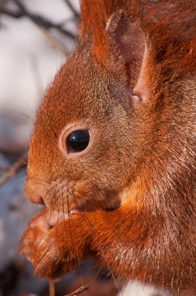 Eichhörnchen – © VDNMatze- Stromberg-Heuchelberg