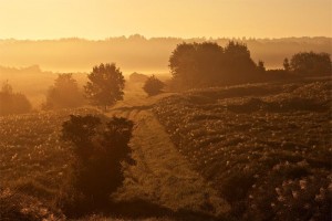 Ein Sommermorgen im Feld – © VDNMatze - Stromberg-Heuchelberg