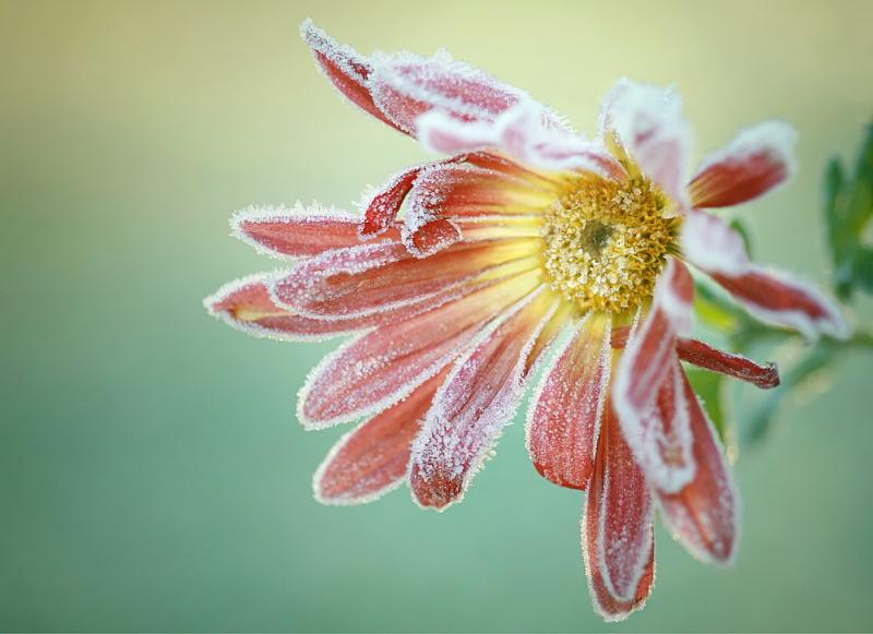 Klicken Sie auf das Bild des Tages im Fotoportal: Eiskalt erwischt! – © VDNUlrike Sobick - Rheinland