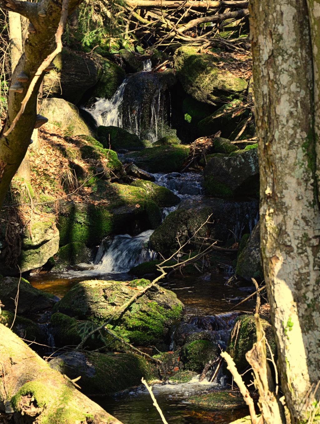Elixier der Lebensfreude – © VDNChristine R. Sigl - Bayerischer Wald