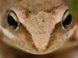 Klicken Sie auf das Bild des Tages im Fotoportal: Frosch – © VDNThomas Enslein - Nördlicher Oberpfälzer Wald