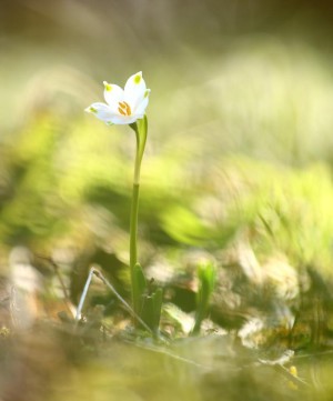 Klicken Sie auf das Bild des Tages im Fotoportal: Frühlingsboten – © VDNFritz Eichmann - Bayerischer Wald