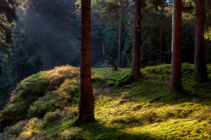 Klicken Sie auf das Bild des Tages im Fotoportal: Geheimnisvolle Teufelsküche – © VDNHans-Jürgen Schmidt - Nördlicher Oberpfälzer Wald