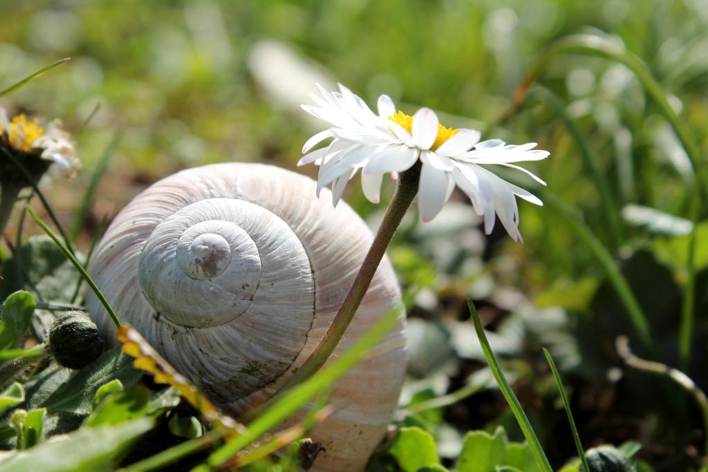 Gänseblümchen – © VDNLaila S. - Stromberg-Heuchelberg