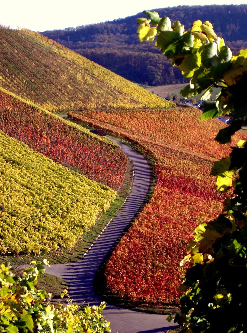 Herbst im Weinberg - © VDNGeorg Milasta – Stromberg-Heuchelberg
