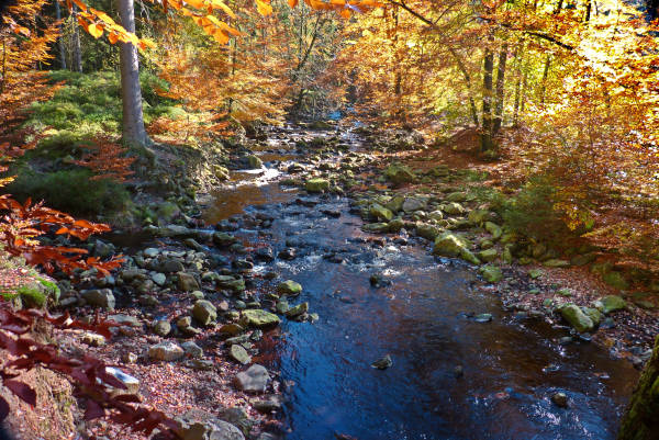 Klicken Sie auf das Bild des Tages im Fotoportal: Herbstfarben an der Hill – © VDNChristel Baude – Deutsch-Belgischer Naturpark Hohes Venn - Eifel