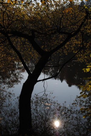 Herbstlaub – © VDNVolker Schmidt - Lahn-Dill-Bergland