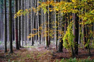 Herbstwald – © VDNSchönmüller – Bergstraße-Odenwald