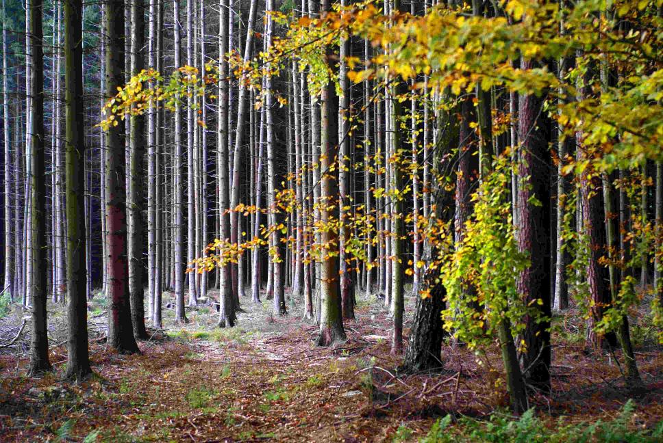 Herbstwald – © VDNSchönmüller – Bergstraße-Odenwald
