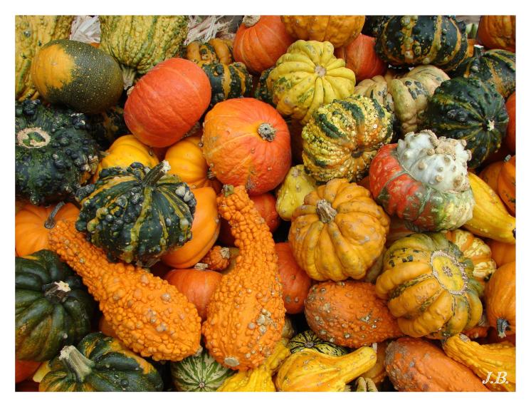 Herbstzeit-Kürbiszeit – © VDNJohannes Brenner – Habichtswald