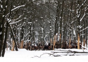 Hirsch Rudel im Winter – © VDNHelmut Schmidt – Erzgebirge  Vogtland