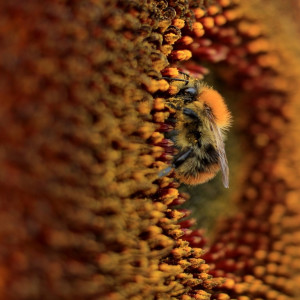 Klicken Sie auf das Bild des Tages im Fotoportal: Hummel im Paradies – © VDNJessica Johnen - Bergisches Land