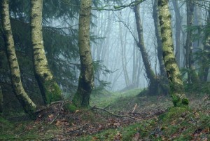 Klicken Sie auf das Bild des Tages im Fotoportal: Im Birkenwäldchen – © VDNJörg Willems - Rothaargebirge