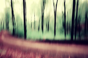 Klicken Sie auf das Bild des Tages im Fotoportal: Im Wald – © VDN DeisAndrea - Bergstraße-Odenwald