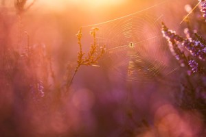 Klicken Sie auf das Bild des Tages im Fotoportal: Im letzten Sonnenlicht- © VDNRobert Sommer - Lüneburger Heide