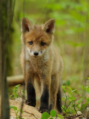 Klicken Sie auf das Bild des Tages im Fotoportal: Junger Fuchs – © VDNChristian Schmalhofer - Oberer Bayerischer Wald