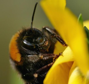 Klicken Sie auf das Bild des Tages im Fotoportal: Keine Pollenallergie – © VDNFUHO - Hessische Rhön
