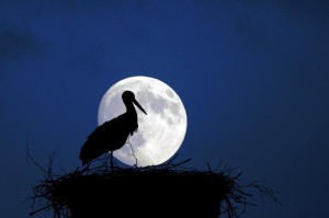 Klicken Sie auf das Bild des Tages im Fotoportal: Mondsüchtig – © VDNblum - Lauenburgische Seen