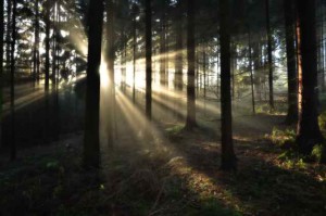 Klicken Sie auf das Bild des Tages im Fotoportal: Morgenlicht – © VDNHans-Jürgen Schmidt - Nördlicher Oberpfälzer Wald