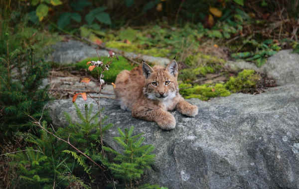 Klicken Sie auf das Bild des Tages im Fotoportal: Nachwuchs – © VDNFritz Eichmann - Bayerischer Wald