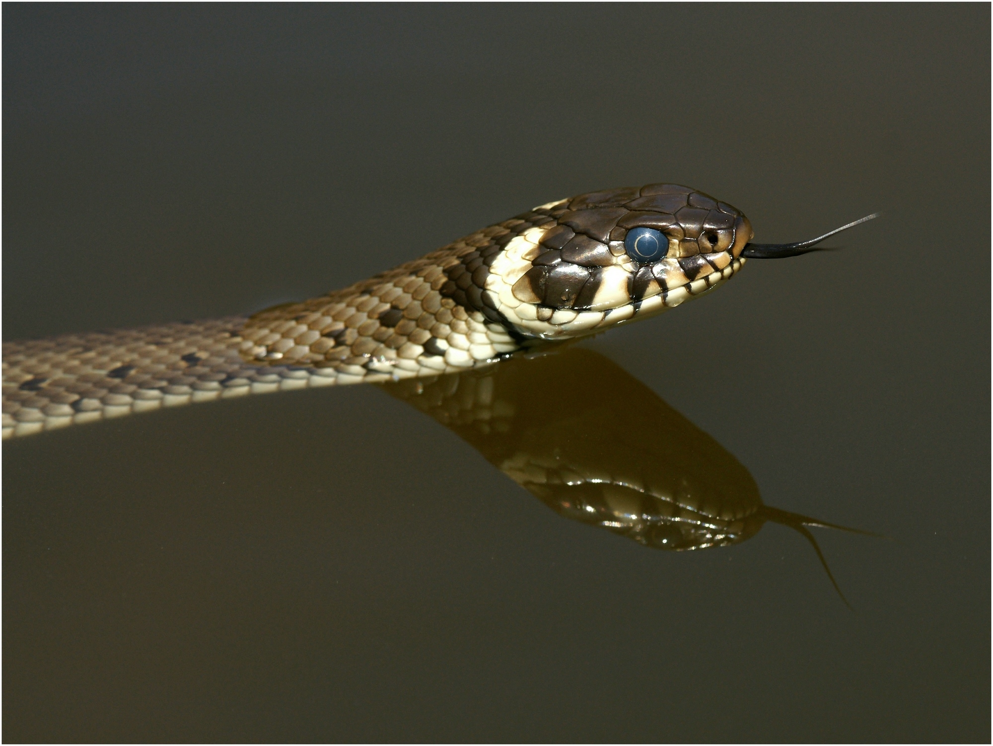 Natrix natrix_ VDNSonja Haase_ Lüneburger Heide