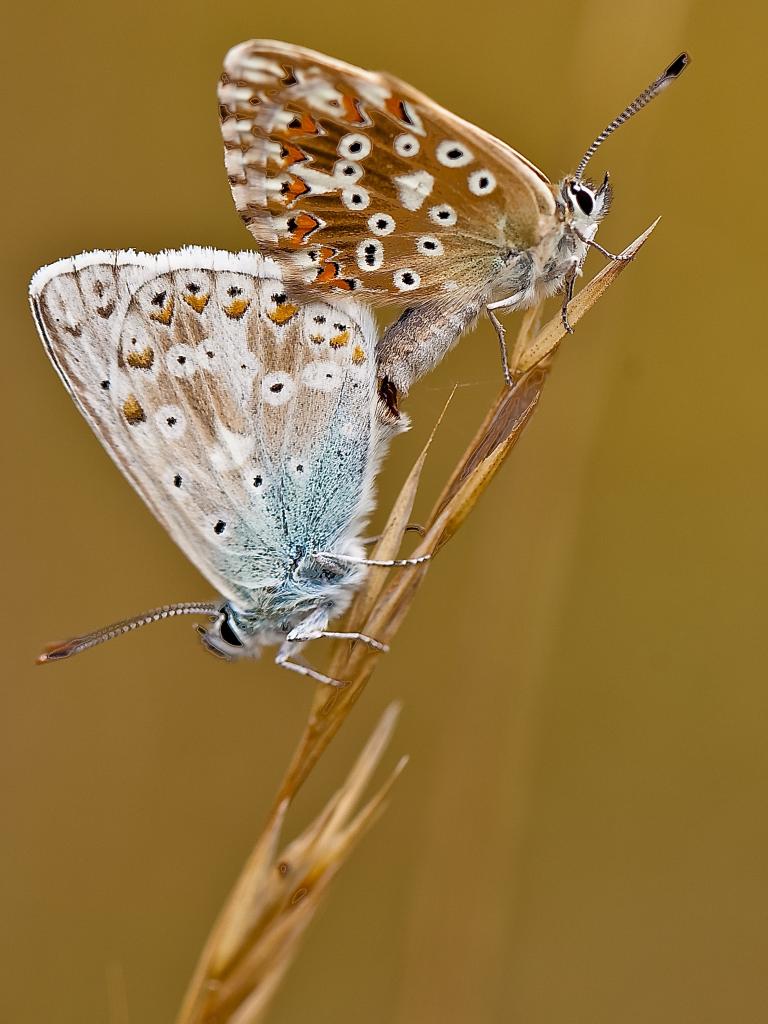 Nächste Generation – © VDNWerner - Hessische Rhön