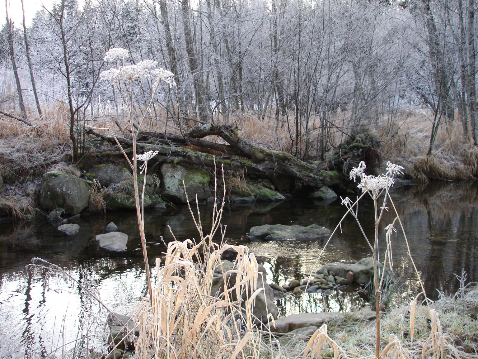 Rauhreif am Bach – © VDN-Max Paternoster - Bayerischer Wald
