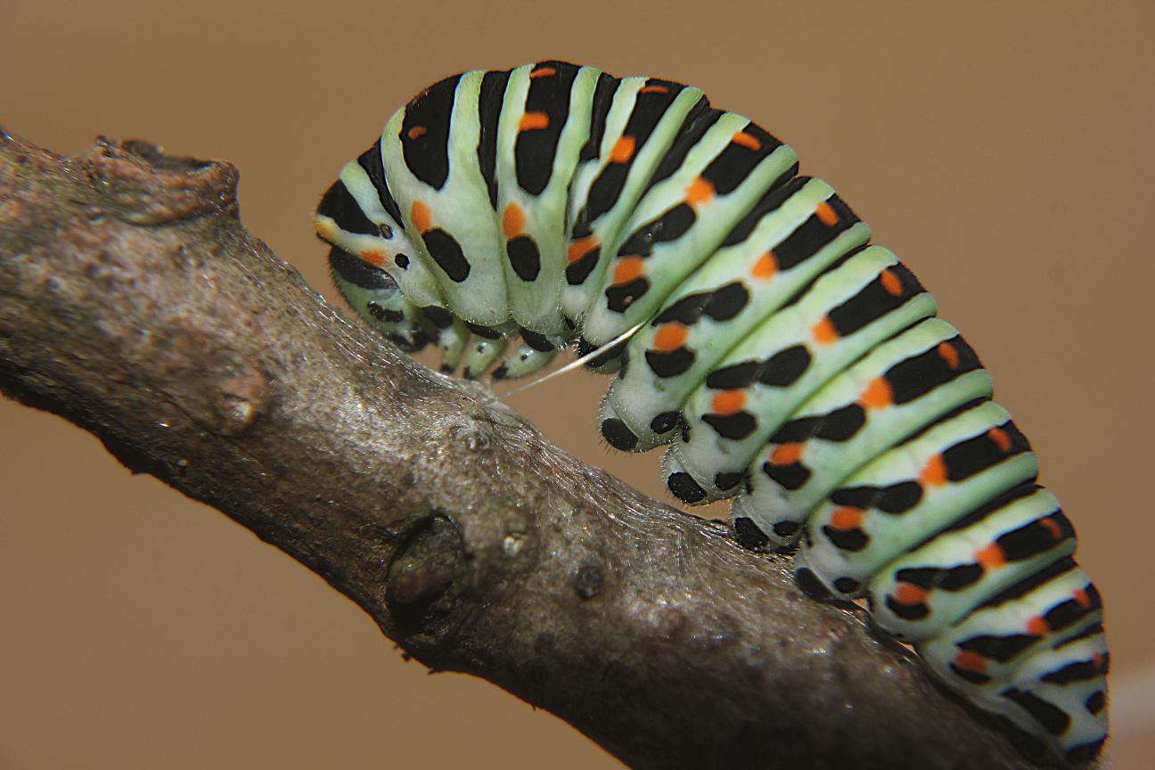 Raupe Schwalbenschwanz – © VDNchristel kessler - Saar-Hunsrück