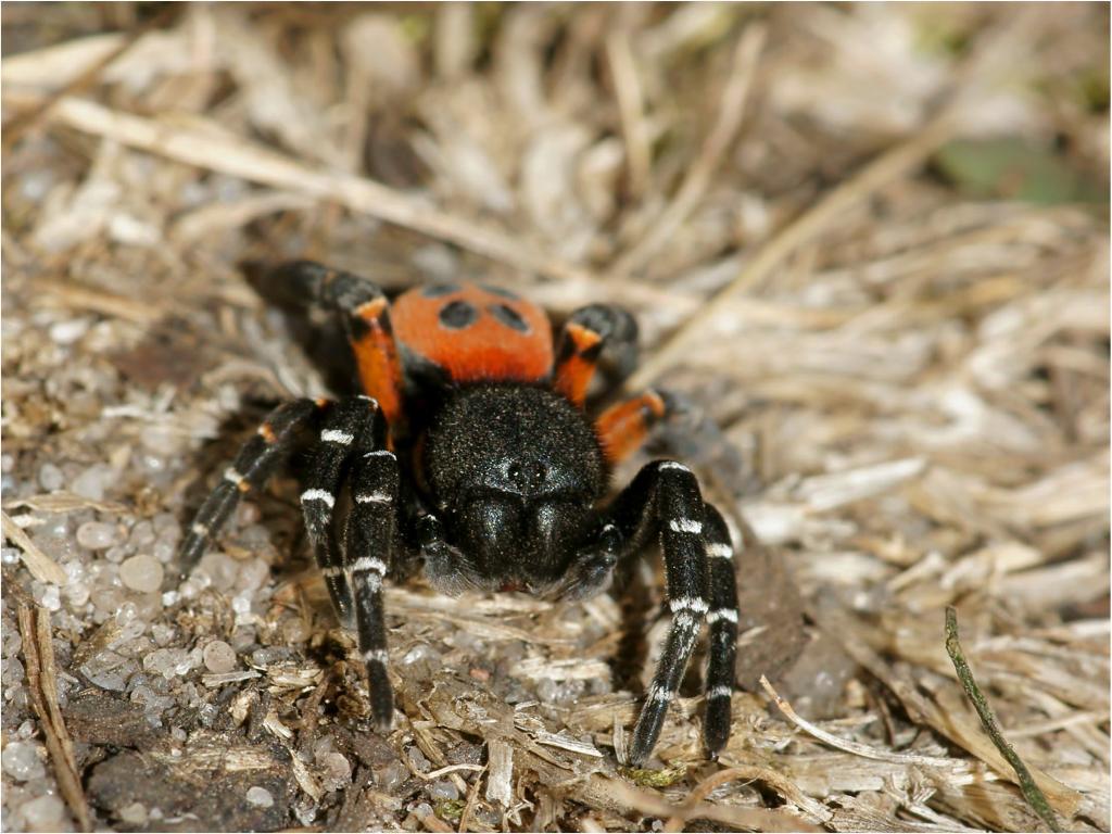 Rote Röhrenspinne - Wildlife – © VDNSonja Haase - Lüneburger Heide