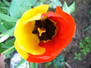 Seltene Tulpe – © VDNPeter Meyer - Niederlausitzer Heidelandschaft