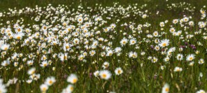 Klicken Sie auf das Bild des Tages im Fotoportal: Sommerblumen – Wiese – © VDNWerner - Hessische Rhön