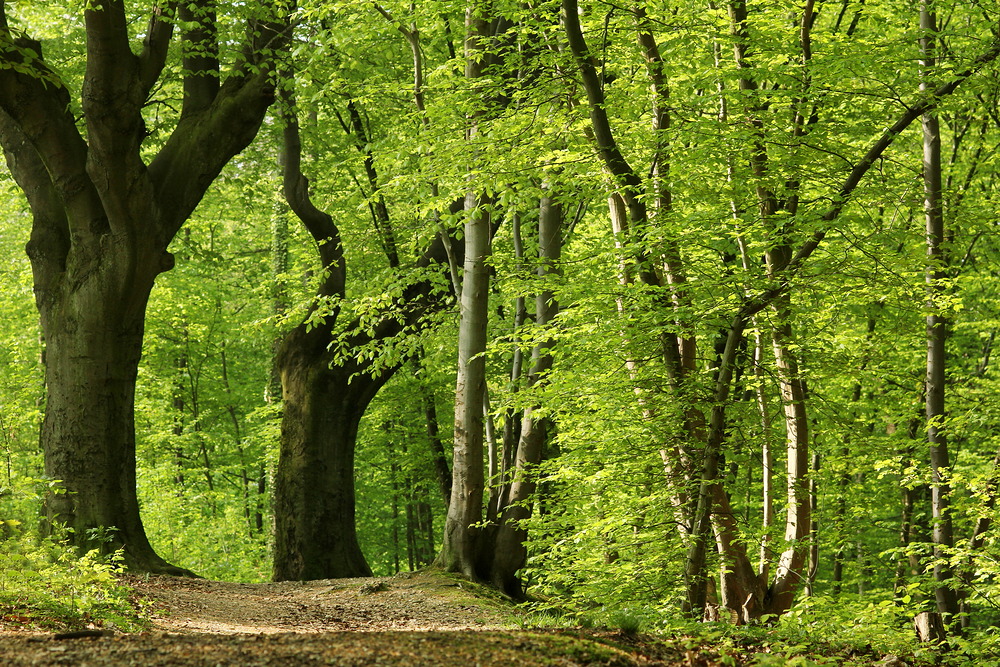 Sonnendurchflutetes Frühlingsgrün... – © VDNUlrike Sobick - Rheinland