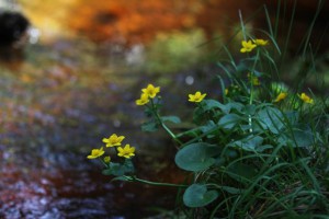 Klicken Sie auf das Bild des Tages im Fotoportal: Sumpf-Dotterblume – © VDNBrezina Peter - Fichtelgebirge