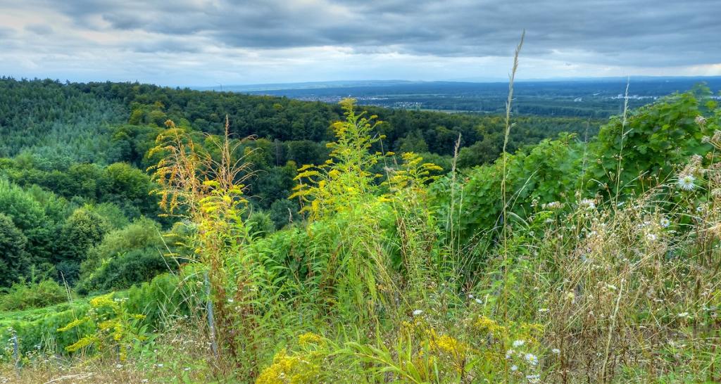 Vom Spessart in die Ferne - © VDNdietmar tunk - Spessart