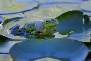 Klicken Sie auf das Bild des Tages im Fotoportal: Wasserfrosch mit Schallblase – © VDNErich Tomschi - Schönbuch