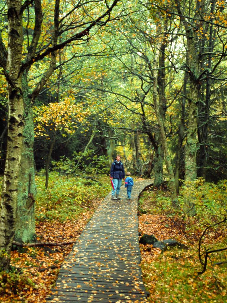 Weg durchs Moor – © VDNMichael Stange – Bayerische Rhön