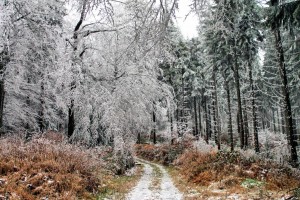 Klicken Sie auf das Bild des Tages im Fotoportal: Weg in den Winter – © VDNWerner Schuster - Steinwald