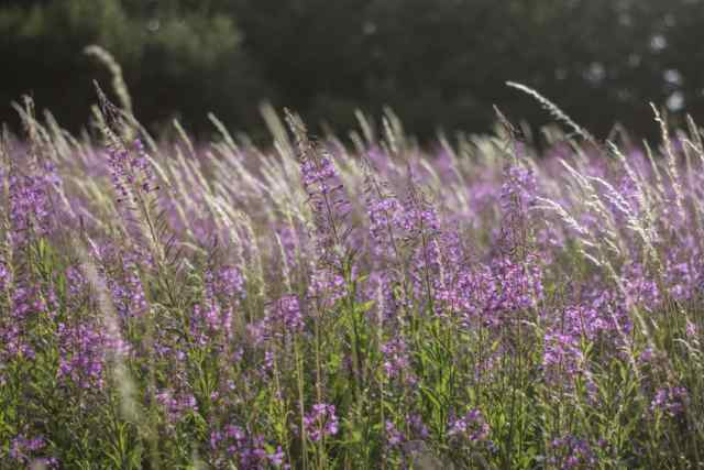Klicken Sie auf das Bild des Tages im Fotoportal: Weidenröschen – © VDNingeborg m. - Bergisches Land