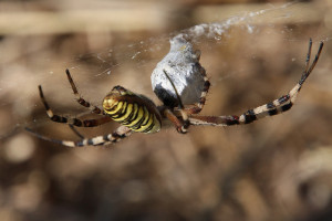 Klicken Sie auf das Bild des Tages im Fotoportal: Wespenspinne I – © VDNchristel kessler - Saar-Hunsrück